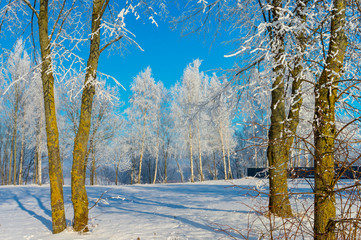 Winter wonderland with snow covered branches