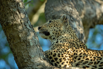 A female leopard staring off into the distance from the top of her tree