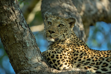 A leopard in a tree looking back towards the camera