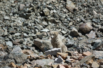 Wild dog in the mountains 3822 m.