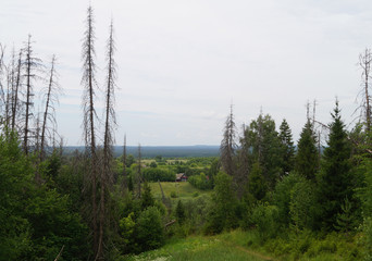 forest in the Republic of Mari El