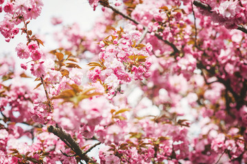 Beautiful pink sakura flower bloom spring background