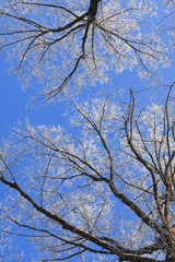 Covered frost on tree branches.