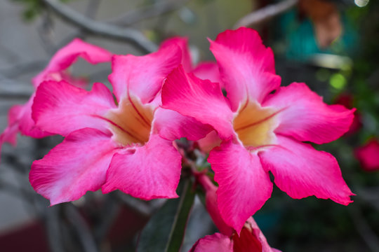 Pink flower are bloom