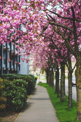 Beautiful pink sakura flowers on trees on city street