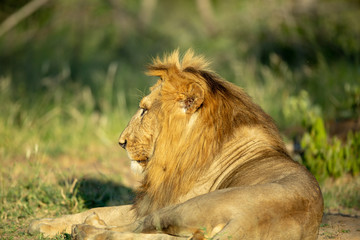 A blonde maned male lion in the afternoon glow