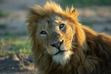 A sleep blond maned lion with different color eyes lazily lifts his head