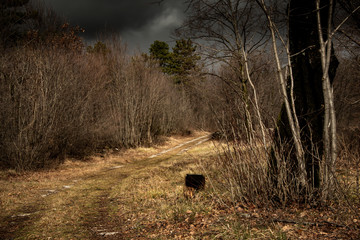 Japanese, European, American Wild Landscape
