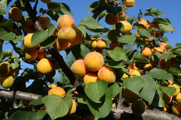 Natural apricot. Work in the garden. Kyrgyzstan