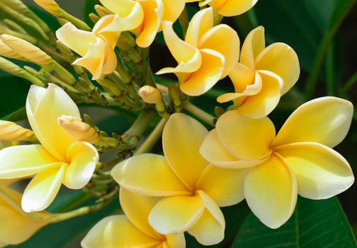 Jasmine in bloom