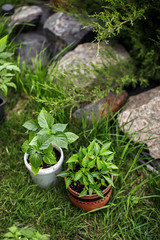 Young green seedlings pepper plants growing in flowerpot on a country site. The concept of gardening.