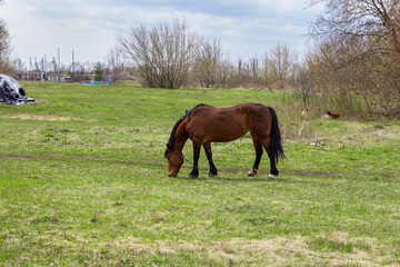 The bay horse grazing in a green field. Rural landscape.