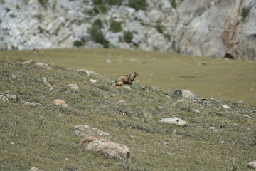 Wild groundhog in the mountains.