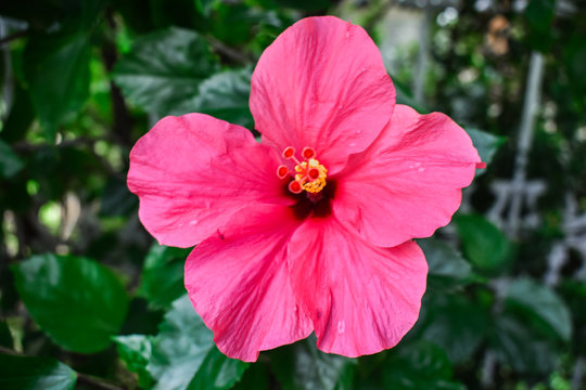 flowers in the garden in bloom