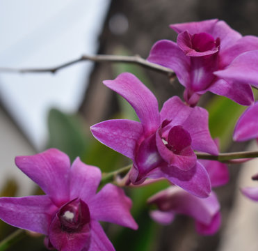 Orchid in garden