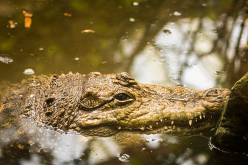 Krokodil im Wasser