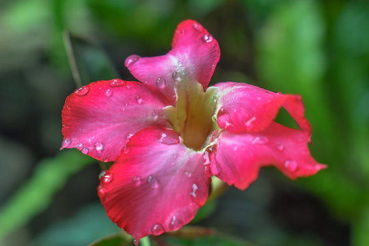 Pink flower with water drops of dew