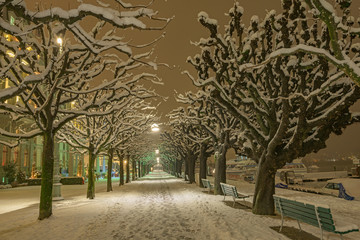 Winterliche Bäume, Seepromenade, Luzern Schweiz