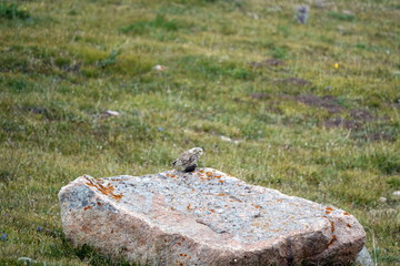 Birds of prey in Kazakhstan.