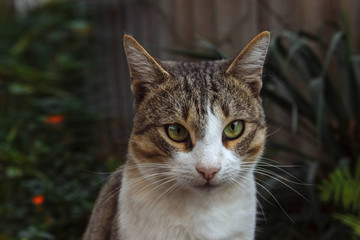 Close-up portrait of a domestic cat with green plants in the background, pet concept, care and treatment, accident and vaccinations