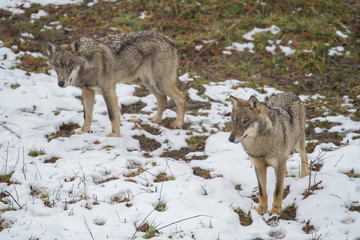parco nazionale d'abruzzo 2019