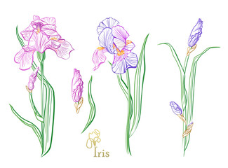 Iris flowers in the style of engraving.  Color  iris flowers sketch. 