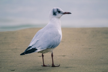 seagull on the beach