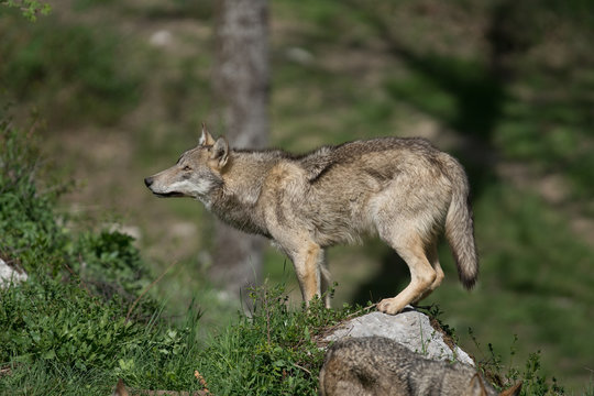 parco nazionale d'abruzzo 2019