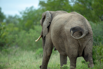 A large female elephant walking away