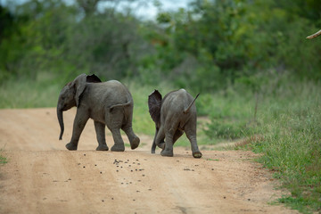 Elephant youngsters having a great time.