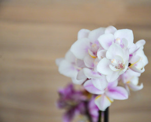 Branch of orchid. White orchid flowers with purple and yellow centre on wood interior backgroud.