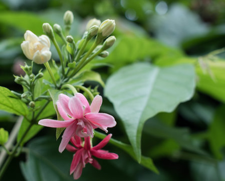 flowers in the garden in bloom