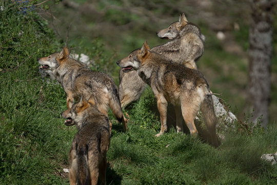 parco nazionale d'abruzzo 2019