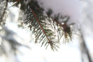 Naklejka na ściany i meble background of Christmas tree branches