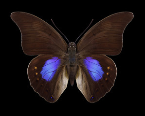 Butterfly Prepona chromus on a black background