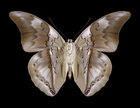 Butterfly Prepona chromus (underside) on a black background