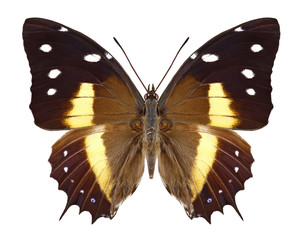 Butterfly Baeotus deucalion on a white background
