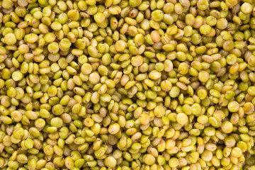 Close up of Tender Sorghum