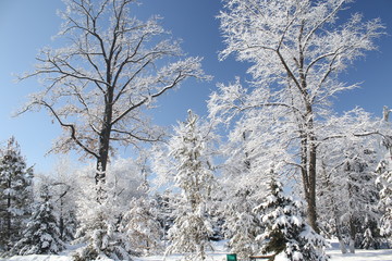 snow-covered trees against a blue sky