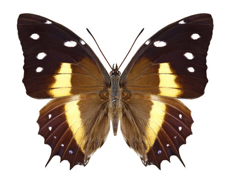Butterfly Baeotus deucalion on a white background