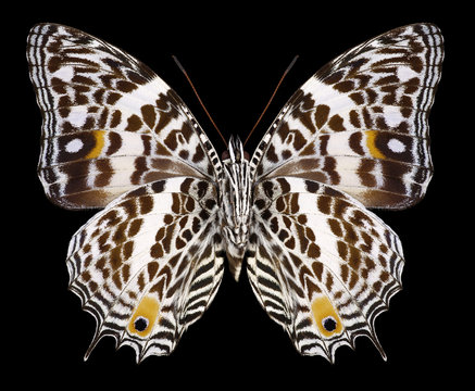 Butterfly Baeotus deucalion (underside) on a black background