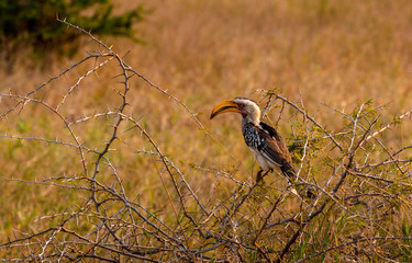 Red-billed hornbill