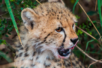 Cheetah cub  growling