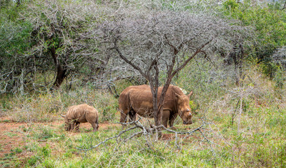 White Rhino with child