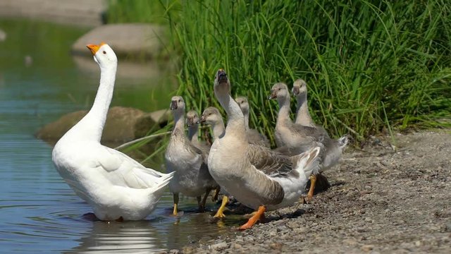 Caring goose with small baby goslings walking freely on animal ranch. Cute livestock happy bird family on farm lake. Free Range geese in farm in village. farming, agriculture poultry production farm