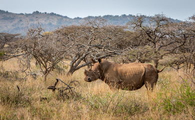 White rhino watching