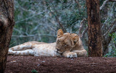 Lion Cub sleeping