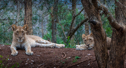 Two big lion cubs laying around
