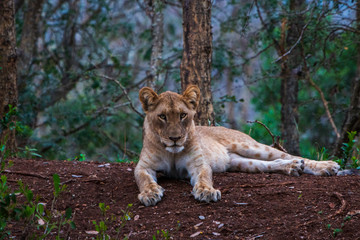 Big Lion Cub 