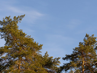 Top of a green pine against the light blue sky. Bottom view.